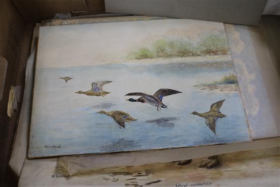 A collection of ornithological watercolours, by F.E. Genlloyd, largest 33 x 50cm